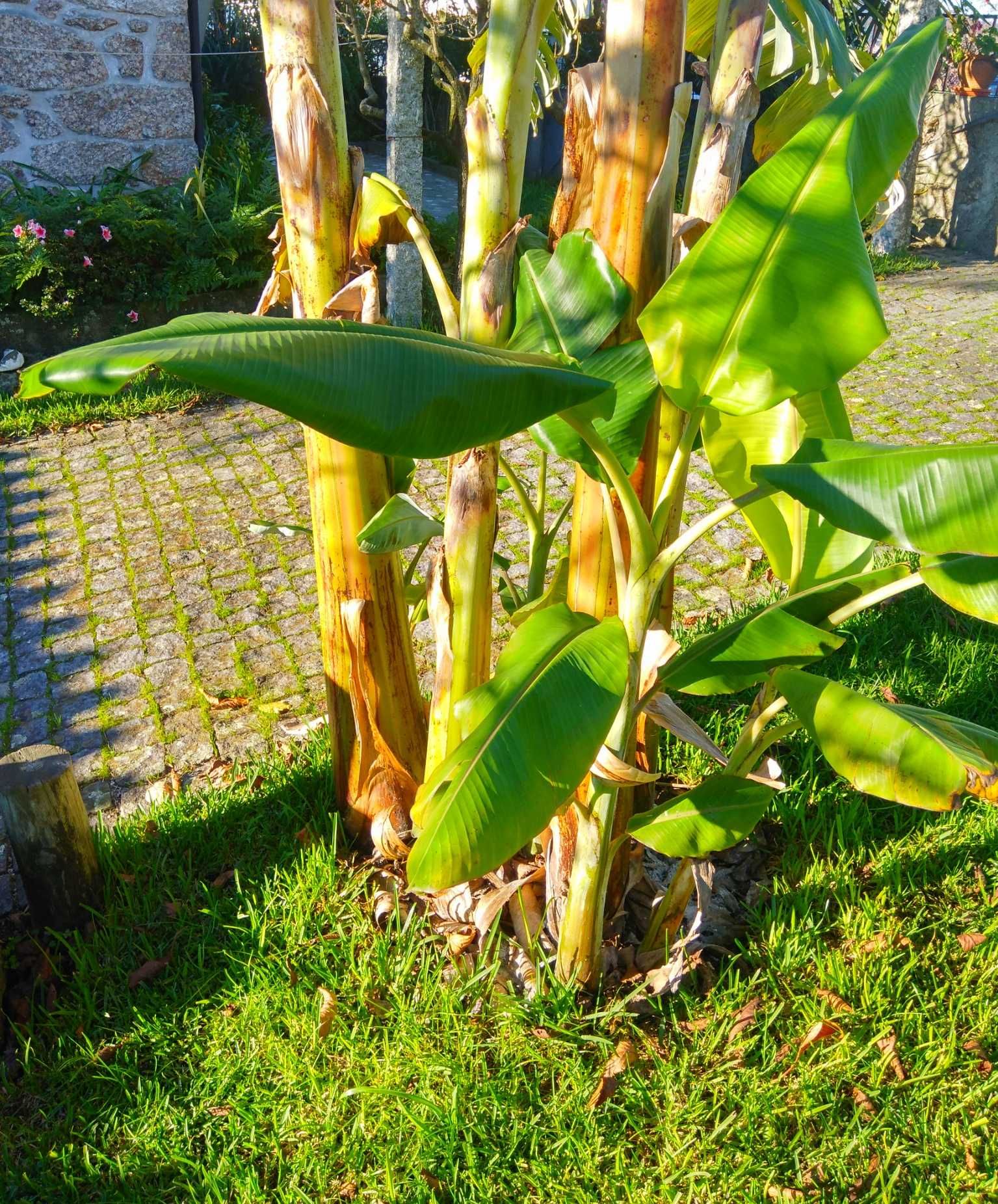 Plantas Tropicais - Bananeiras com fruto