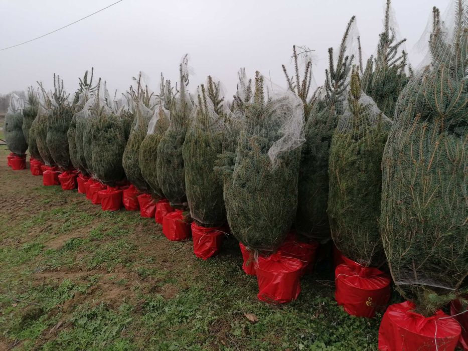 Świerk w donicy Dostawa Puławska 416 Warszawa Choinkownia