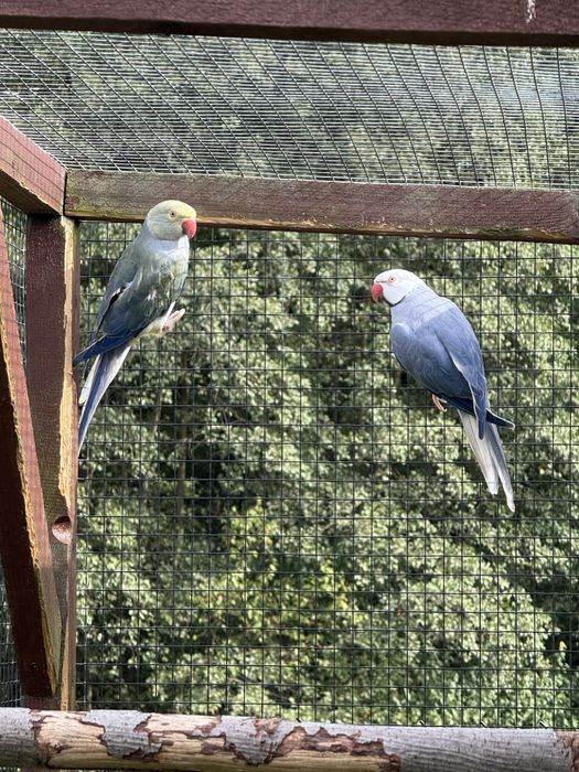 Sprzedam aleksandretty obrożne G.O