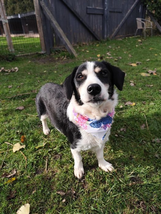 Malutka kochana Neska szuka domu