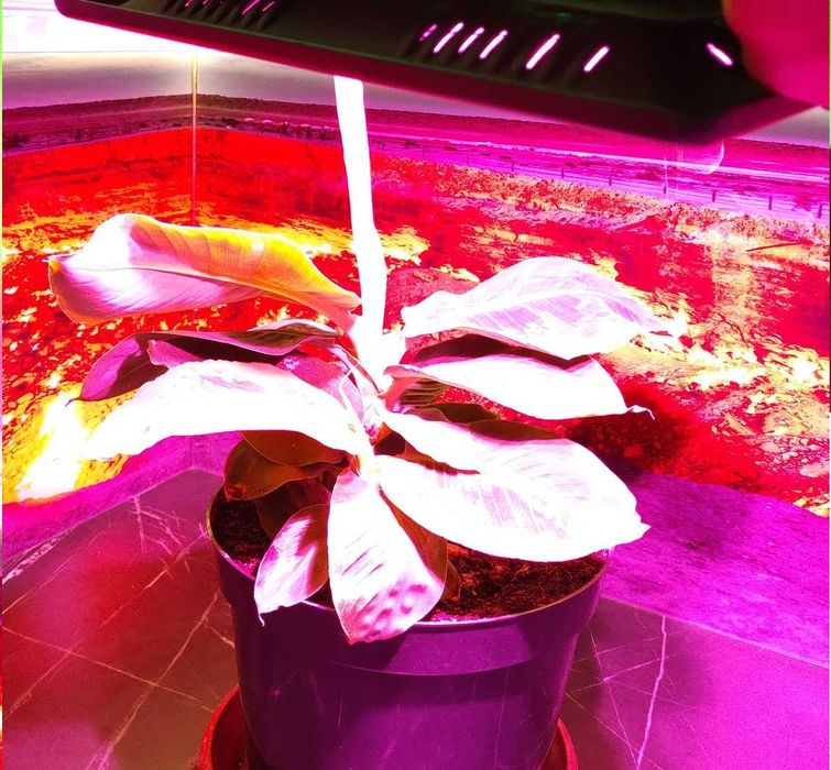 Lampa COB LED GROW 150W panel do uprawy roślin FULL SPECTRUM
