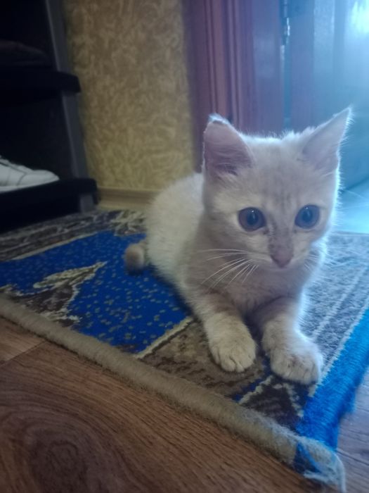 Котик хлопчик в добрі руки