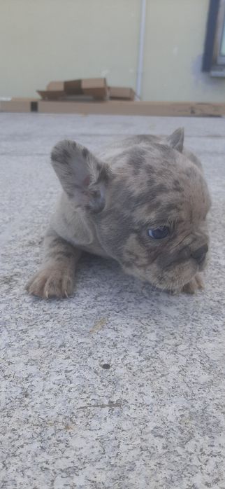 Buldogue francês  blue merle