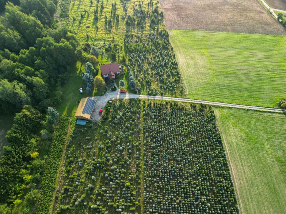 Choinki - Świerk Srebrny