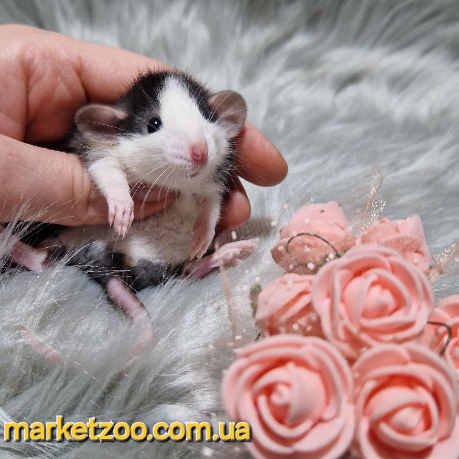 Крыска Дамбо хаски Криса, крыса, щури, щурик, пацюк, крысята продаж