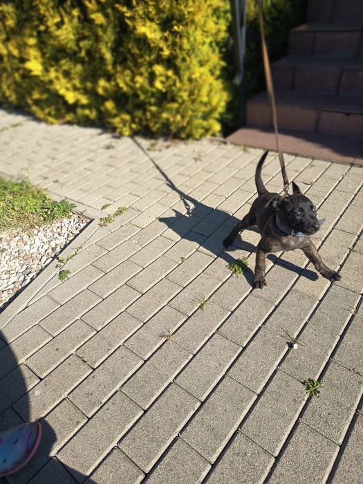 Owczarek Holenderski