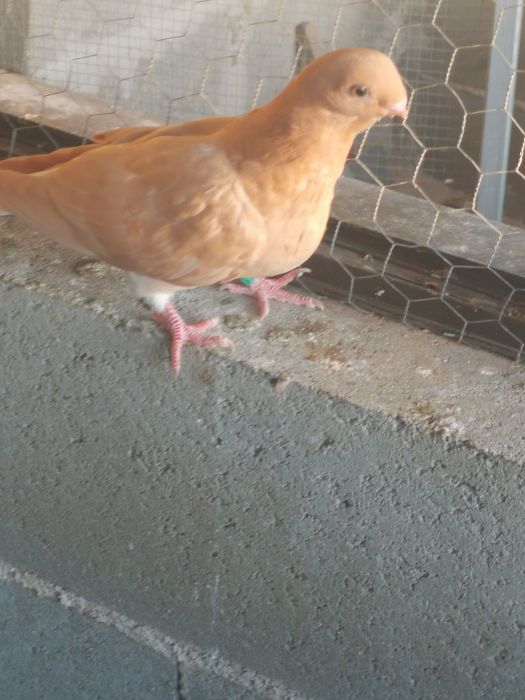 Pombo Mariolinha