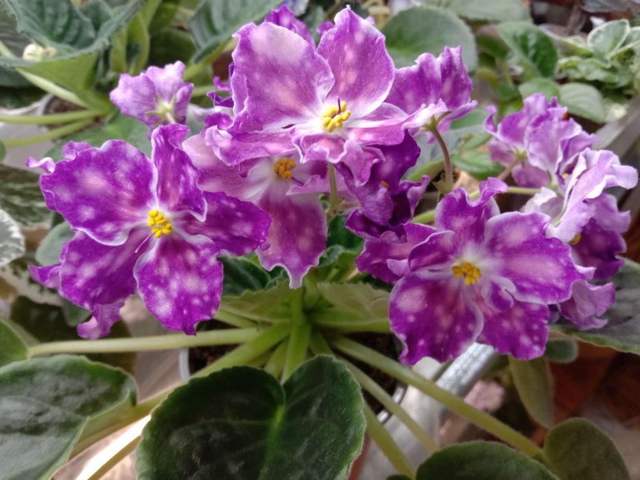 Фиалки разно цветущие