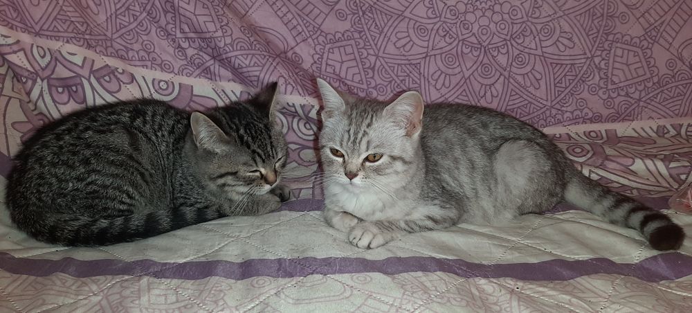 Мутоновые Британские котики табби.