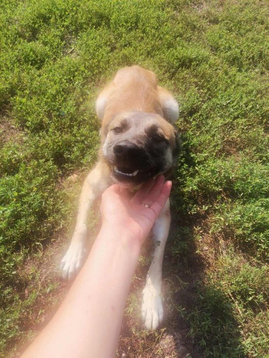 Oddam za darmo, do adopcji- Śliczna Funia szuka domu