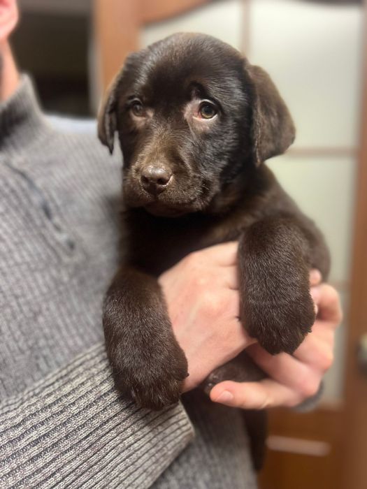 Шоколадний лабрадор