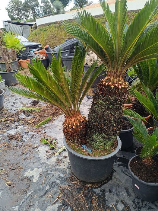 Sica/ Cyca para jardim