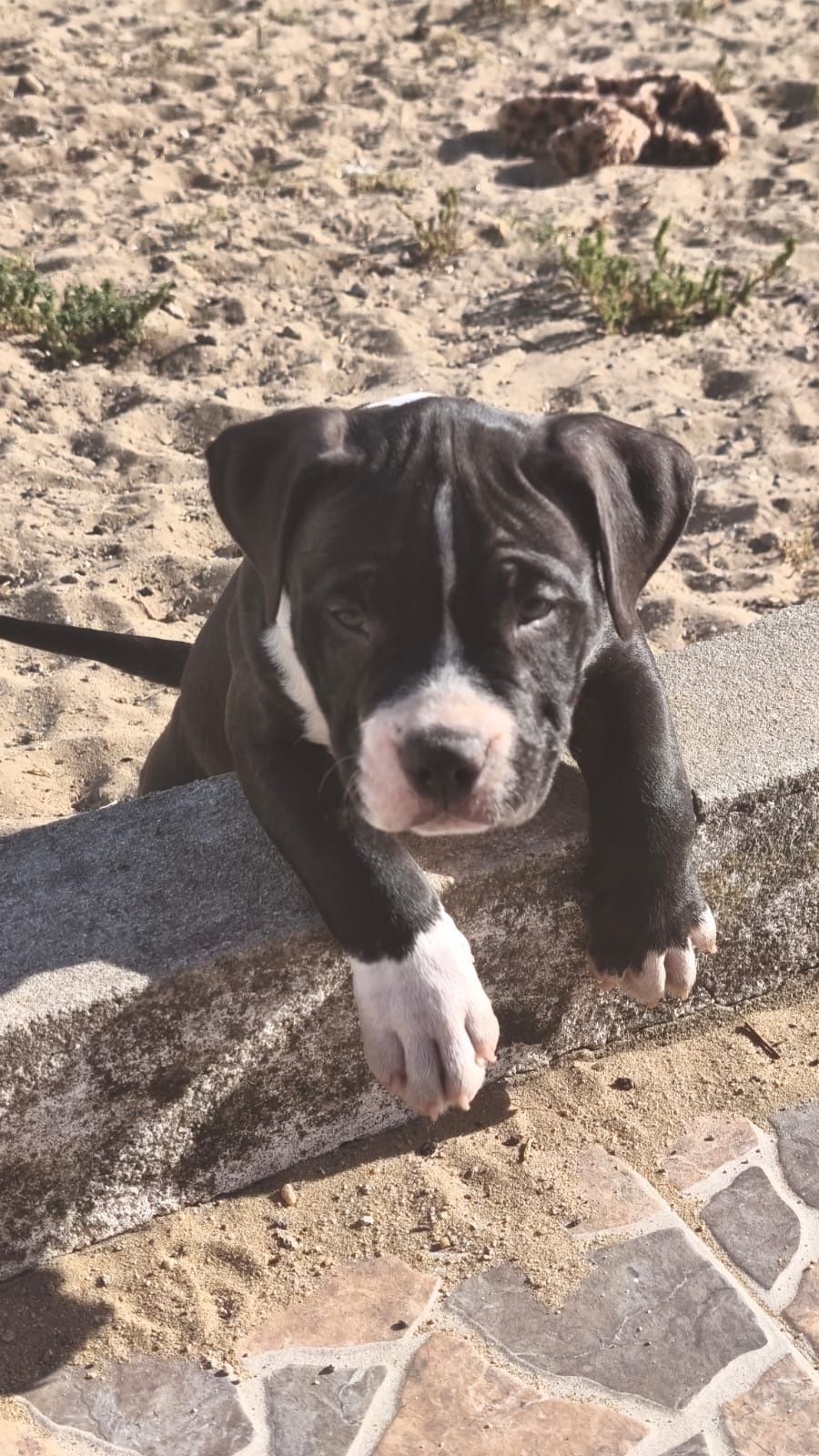 American Bully Pocket