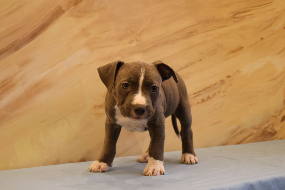 Цуценята від Чемпіонів.  Можно забирати .є доставка