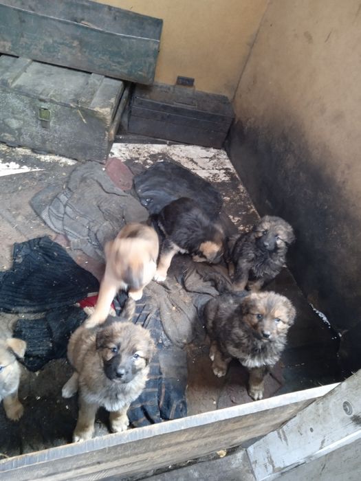 відам в добрі руки цуценят вівчарки