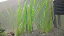 Vallisneria planta aquatica
