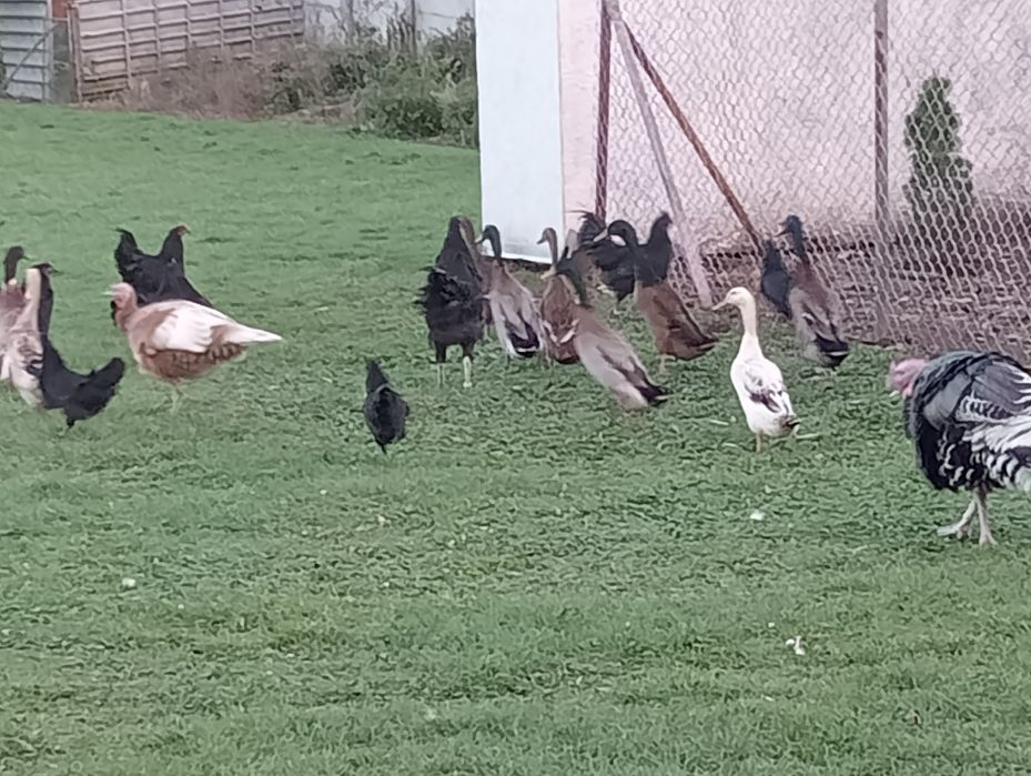 Kaczki i kaczory biegusy