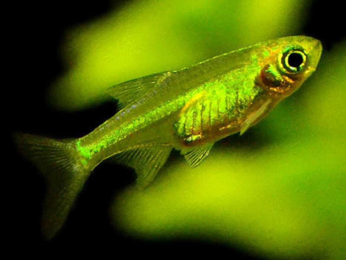 Microrazbora kubotai - Microdevario - Rasbora - dowóz, wysyłka