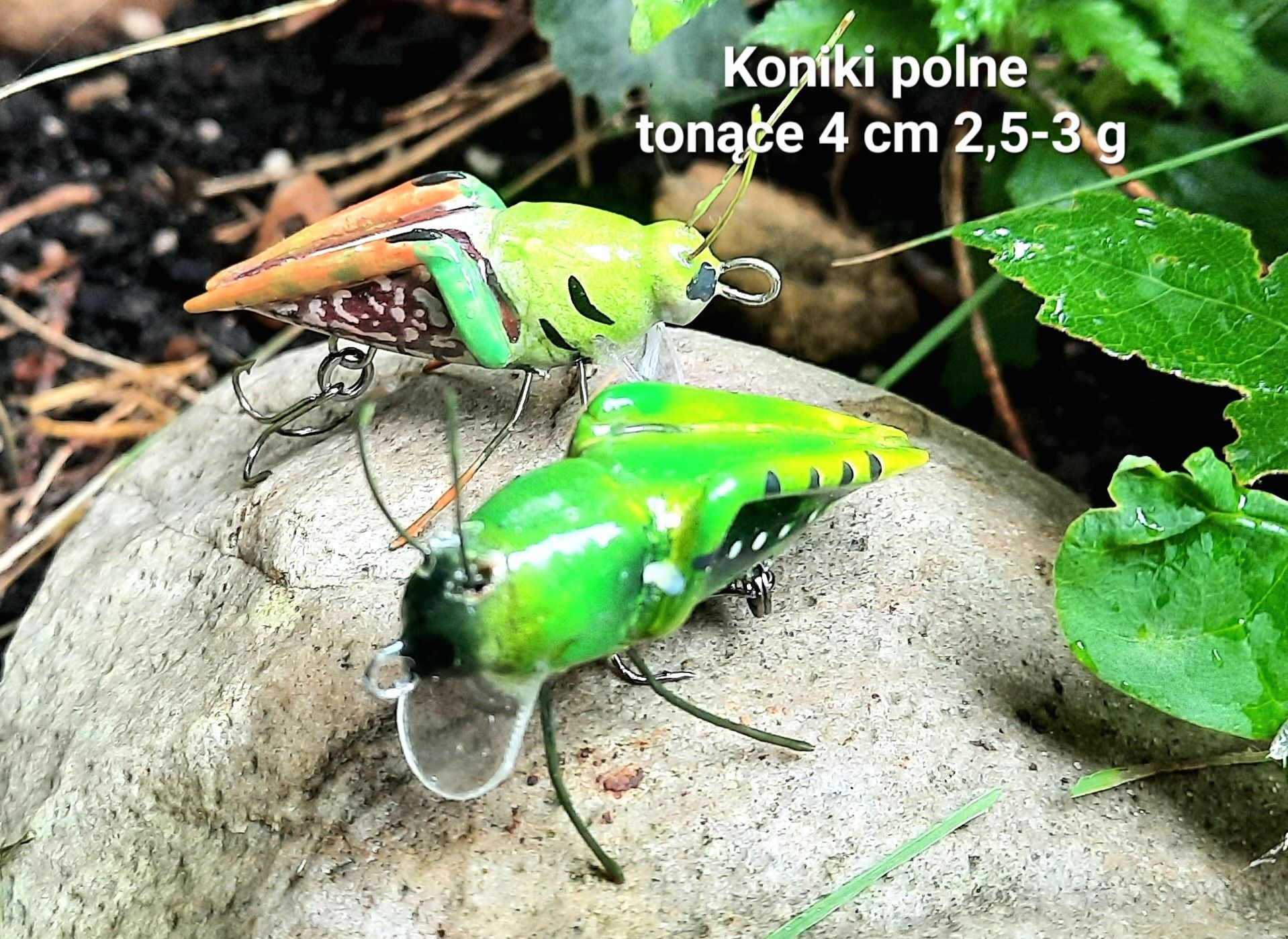 Koniki polne. Tonące 4 cm.