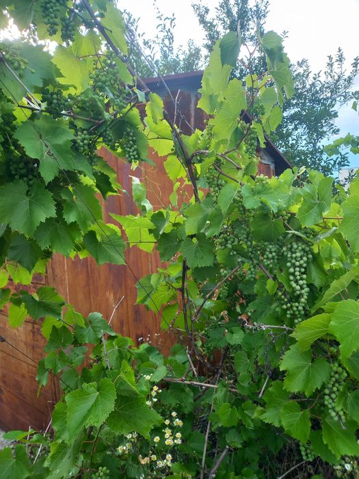 Продам дачу в Лесничестве