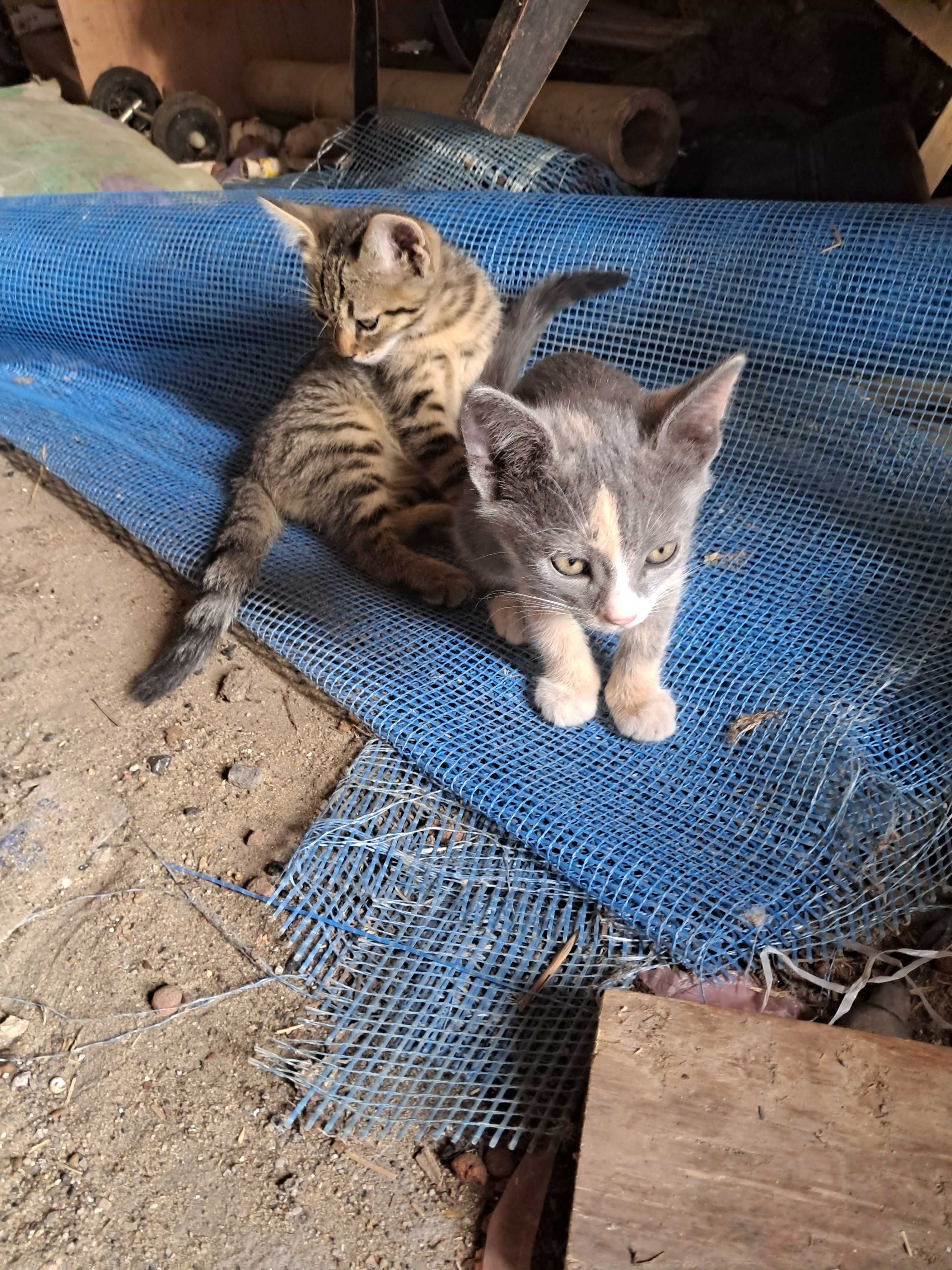 Віддам безкоштовно кошенят