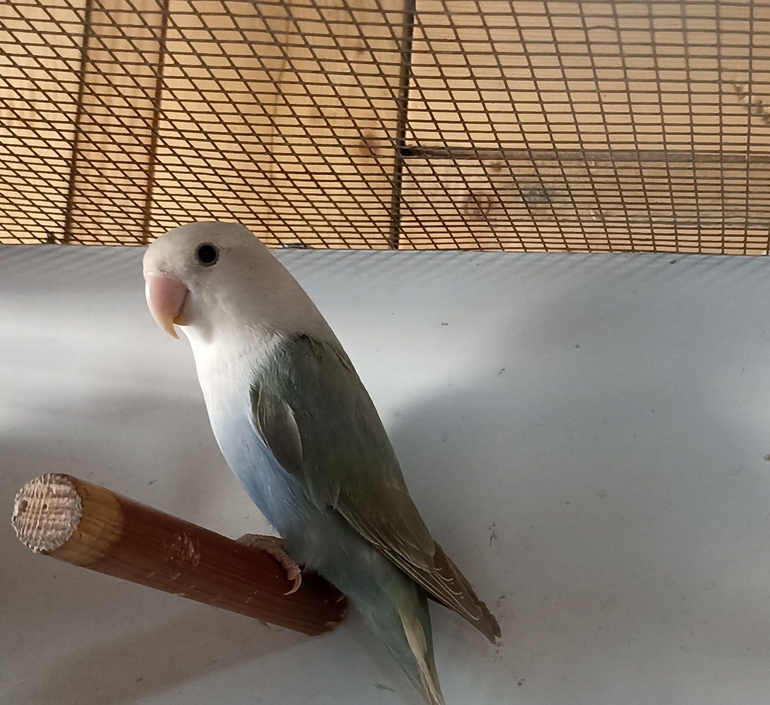 Casal de agapornis roseicollis sexado