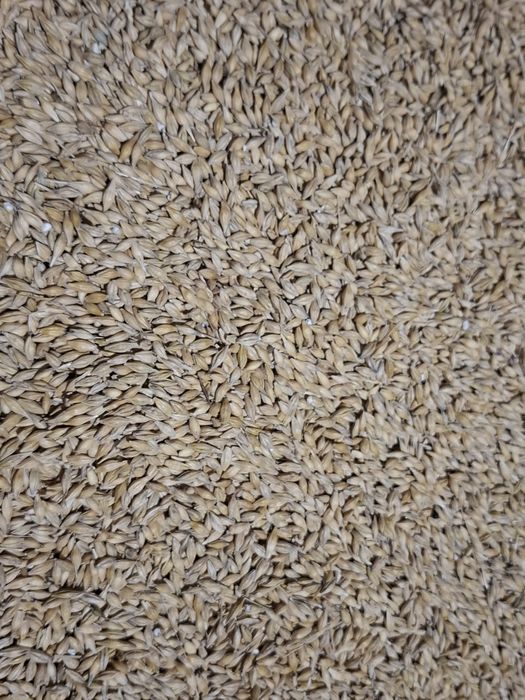 Jęczmień ozimy Teuto