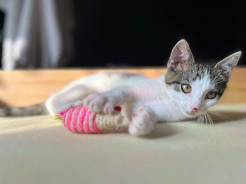 Kocurek do adopcji