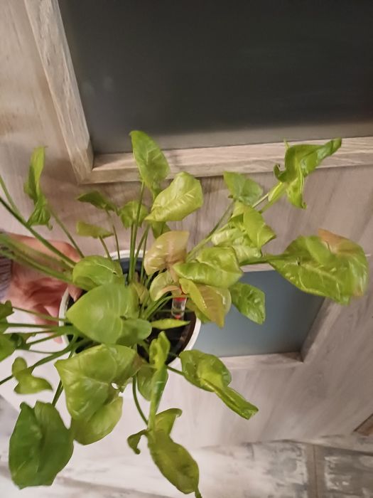 Syngonium milk confetti