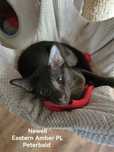 Peterbald orientalny kocurek gotowy do zmiany domku