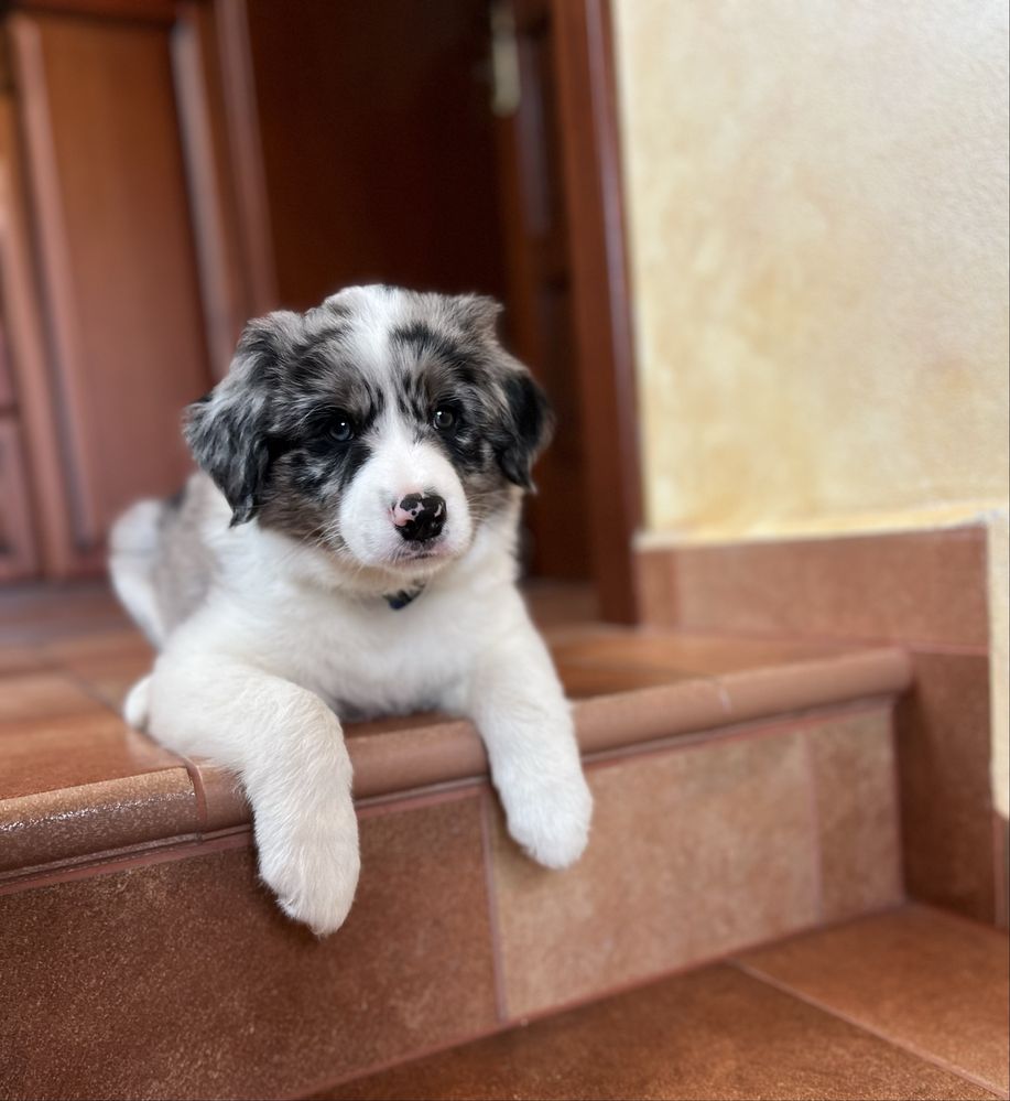 Border Collie - Piesek Blue Merle