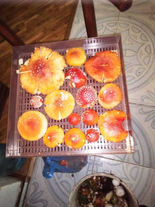 гриб Ежовик желтый