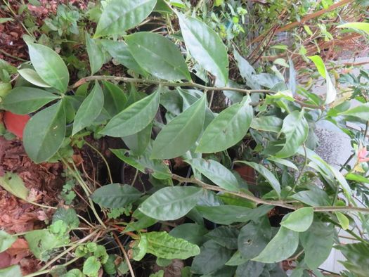 Planta Ora-Pró-Nóbis (pereskia aculeata) - vaso de 9 cm