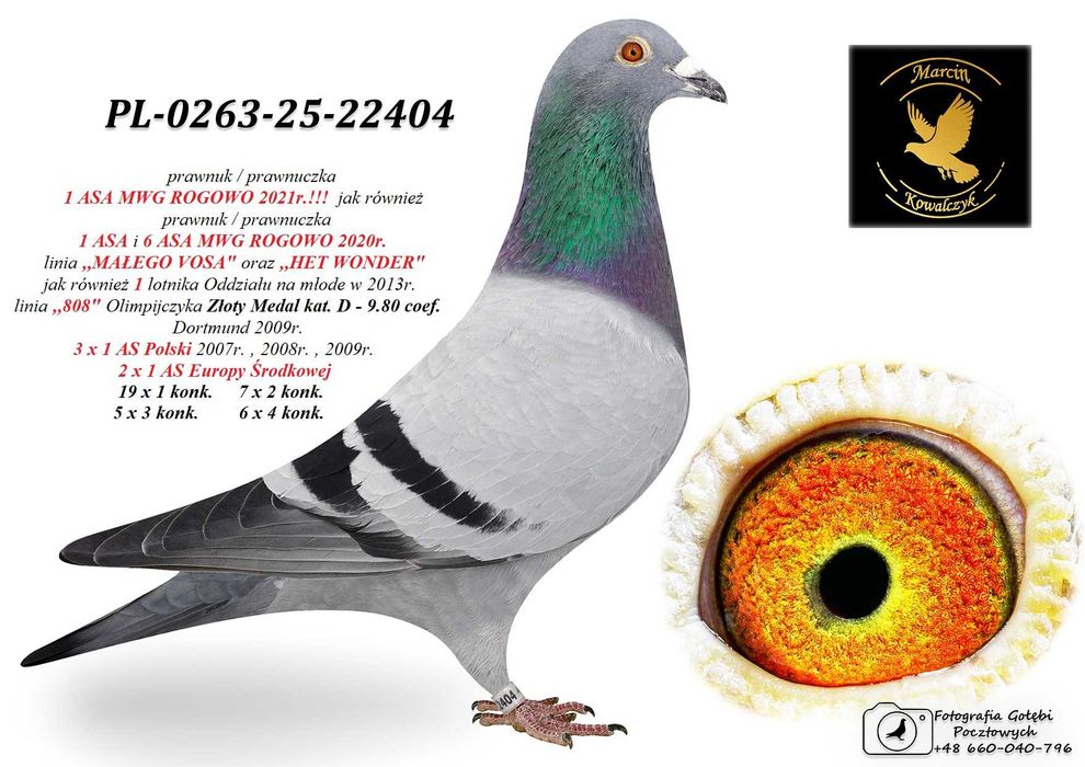 gołębie pocztowe MAŁY VOS / HET WONDER / 1 AS MWG ROGOWO