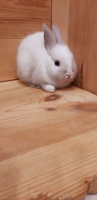 Карликовые миниатюрные декорат.торчеухие и вислоухие  мини кролики