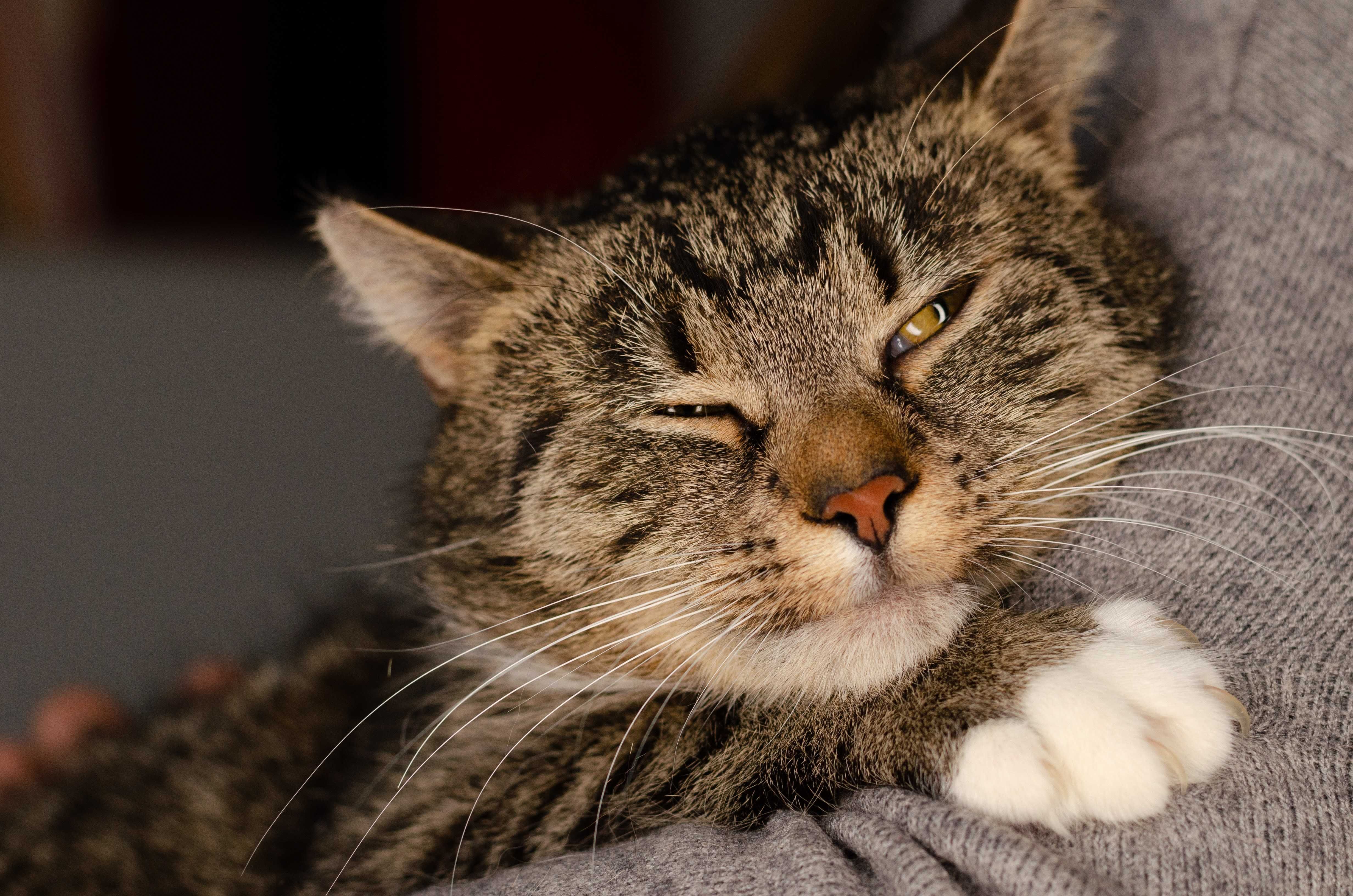 MALWINKA kotka do adopcji