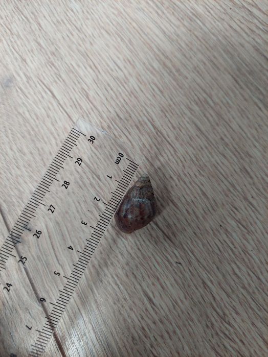 Ślimaki afrykańskie młode lissachatina fulica różne kolory