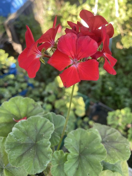 Продам   пеларгонию