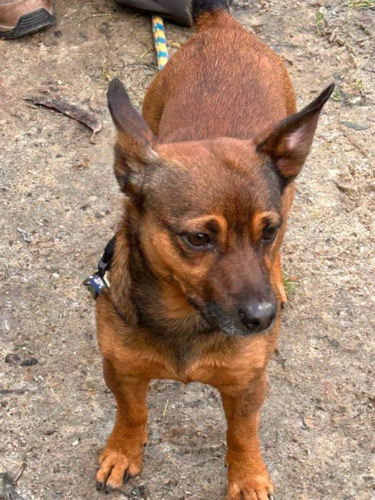 Ratão para família de luxo