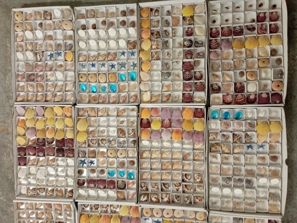 Conchas e Búzios