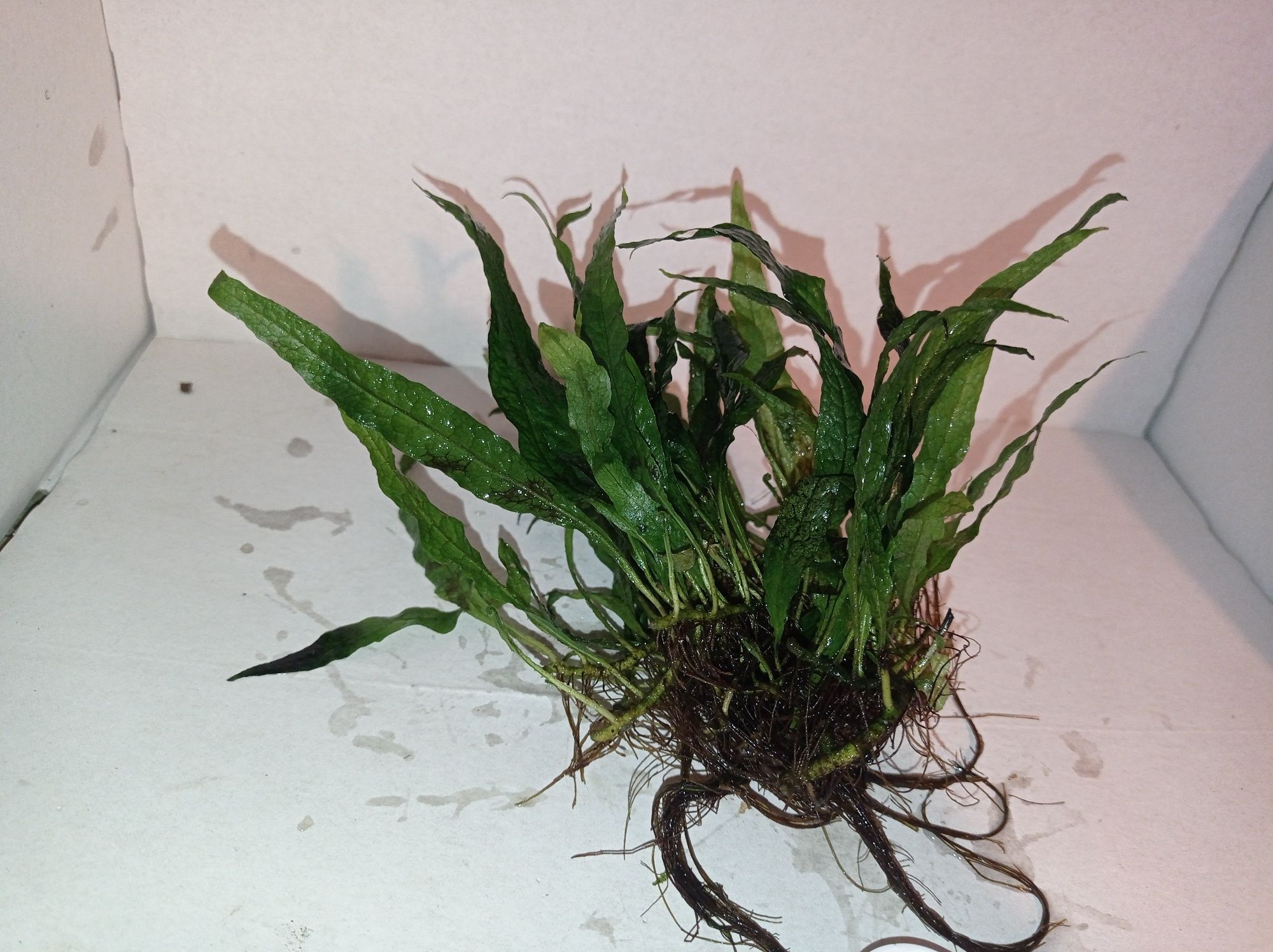 Microsorium pteropus mini leaves, roślina do akwarium lub paludarium.