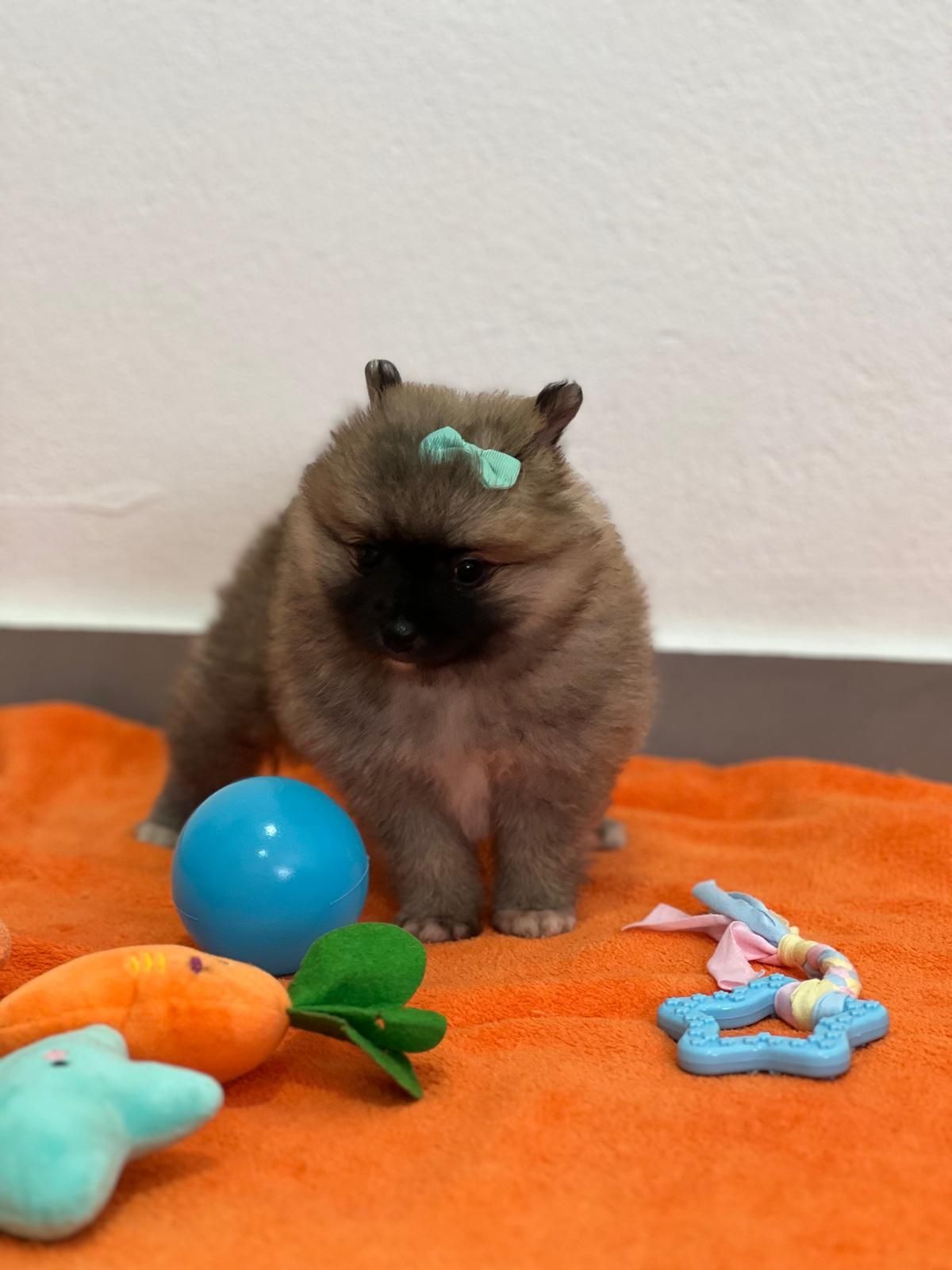 Lulu da Pomerânia  menino Miniatura