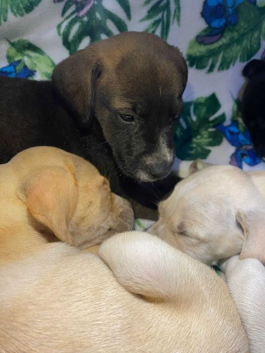 Estes patudos procuram um lar cheio de amor!