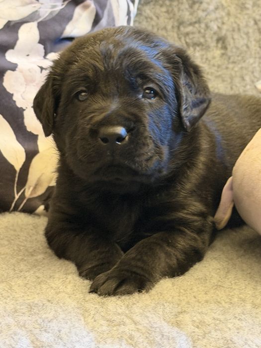 Czarna suczka labrador retriever- odbior poczatek stycznia