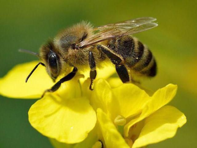 бджоли, бджолосімʼї візьму на догляд