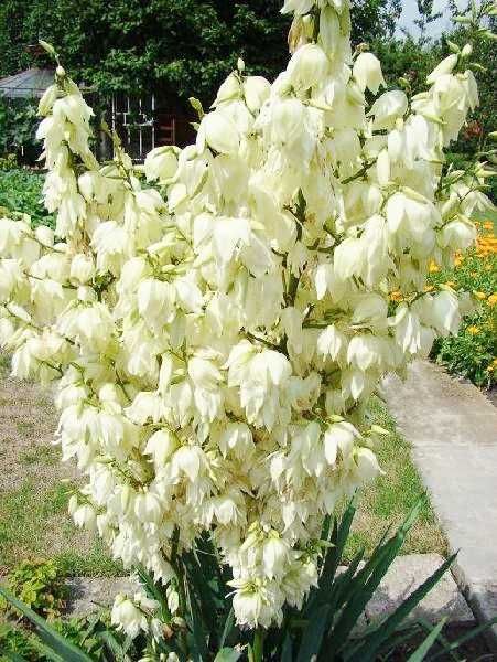 Juka Jukka Yucca Karolińska Biała Sadzonki (35cm)