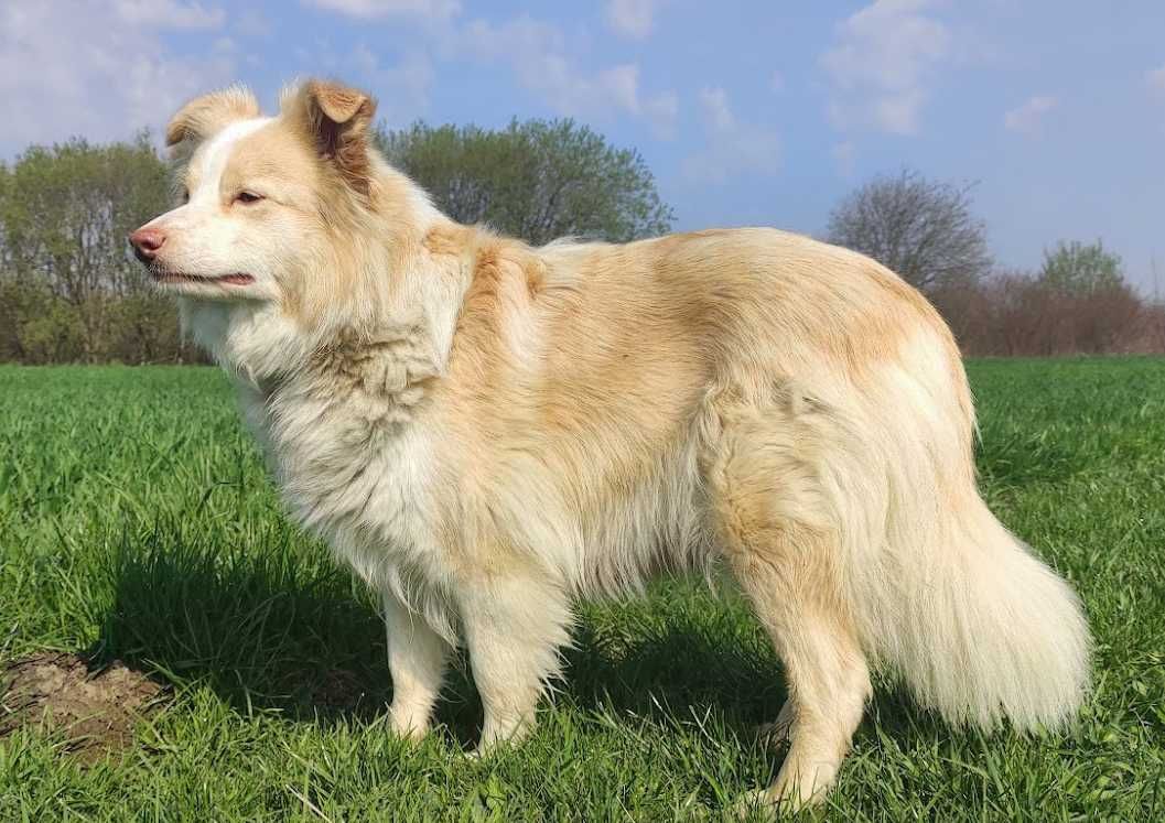 Border Collie - Rasowy pies maści ee-red, komplet dok.