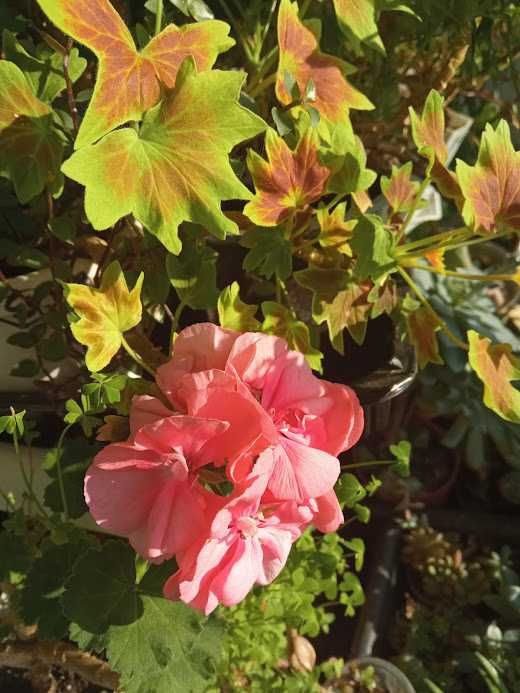 Пеларгонія зональна черенки, маточники.