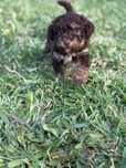 Caniche  toy lindo menino chocolate