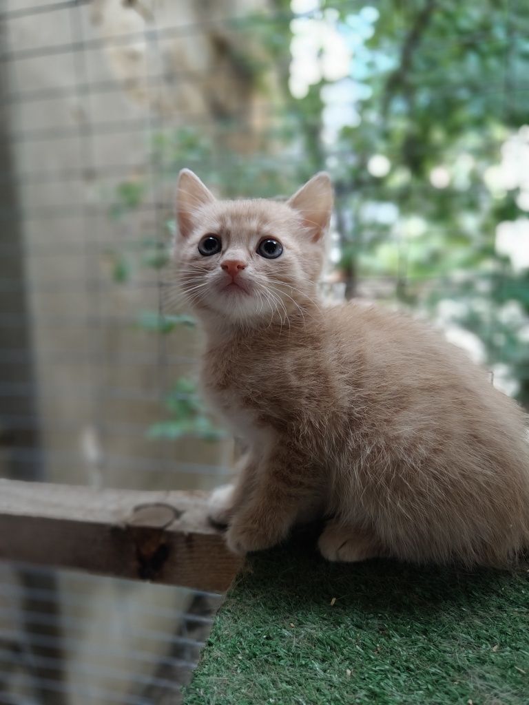 Котенок в добрые руки